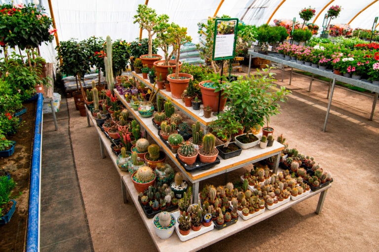 Colección de cactus y suculentas en Viveros El Montañés Tafalla