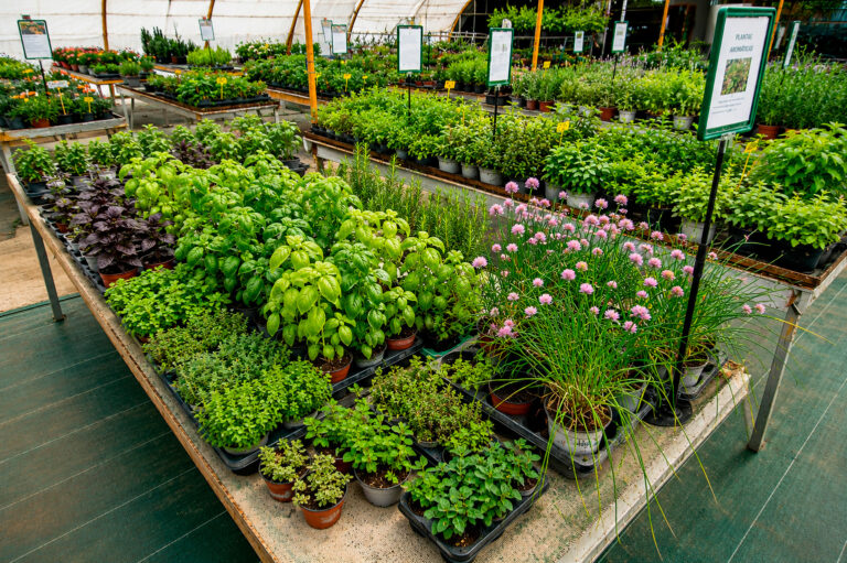 Plantas hortícolas y aromáticas en Viveros El Montañés