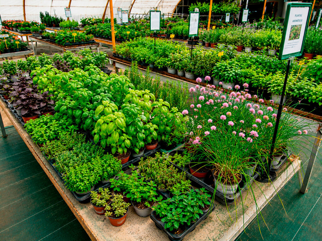 plantas aromaticas