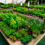 plantas aromaticas