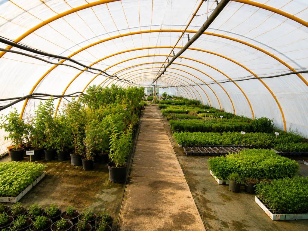 plantas de huerta y aromáticas en Tafalla49