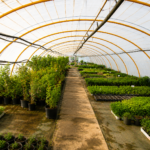 plantas de huerta y aromáticas en Tafalla49