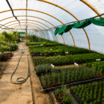 plantas de huerta y aromáticas en Tafalla50