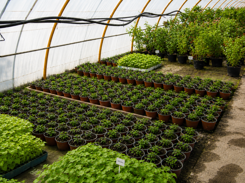 plantas de huerta y aromáticas en Tafalla51