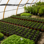 plantas de huerta y aromáticas en Tafalla51