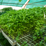 plantas de huerta y aromáticas en Tafalla52
