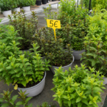 plantas de huerta y aromáticas en Tafalla53