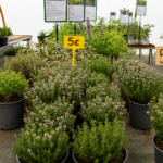 plantas de huerta y aromáticas en Tafalla54