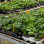 plantas de huerta y aromáticas en Tafalla55