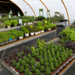 plantas de huerta y aromáticas en Tafalla56