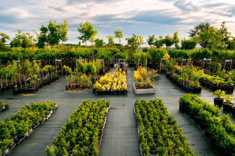 Plantas de exterior y flor de temporada en Tafalla