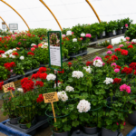vivero plantas de exteior flores en tafalla07