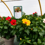 vivero plantas de exteior flores en tafalla08