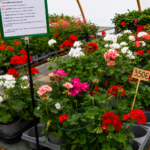 vivero plantas de exteior flores en tafalla09