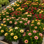 vivero plantas de exteior flores en tafalla10