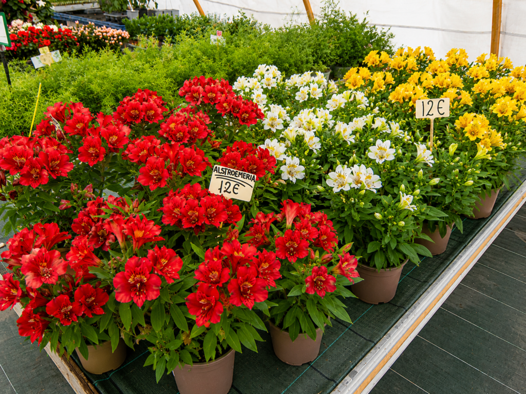 vivero plantas de exteior flores en tafalla11