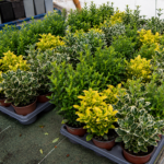vivero plantas de exteior flores en tafalla13