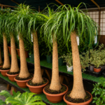 vivero plantas de interior en tafalla00