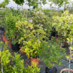 viveros arboles frutales y ornamentales en tafalla14