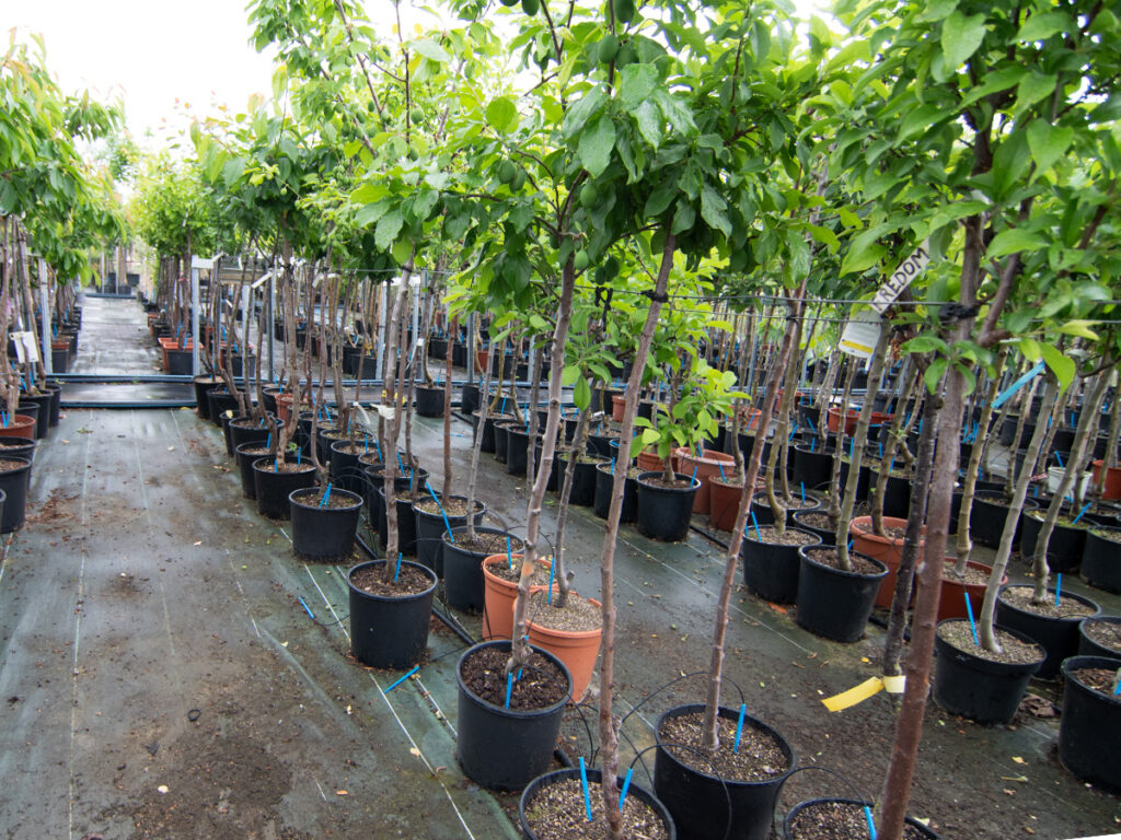 viveros arboles frutales y ornamentales en tafalla15