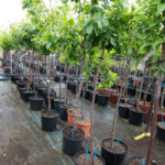 viveros arboles frutales y ornamentales en tafalla15