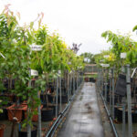 viveros arboles frutales y ornamentales en tafalla17
