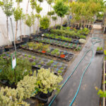 viveros arboles frutales y ornamentales en tafalla20