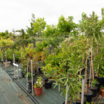 viveros arboles frutales y ornamentales en tafalla21