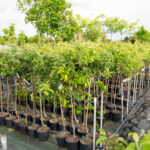viveros arboles frutales y ornamentales en tafalla22