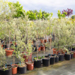 viveros arboles frutales y ornamentales en tafalla23