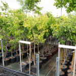 viveros arboles frutales y ornamentales en tafalla24