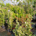 viveros arboles frutales y ornamentales en tafalla25
