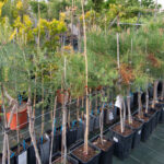 viveros arboles frutales y ornamentales en tafalla26