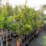 viveros arboles frutales y ornamentales en tafalla28