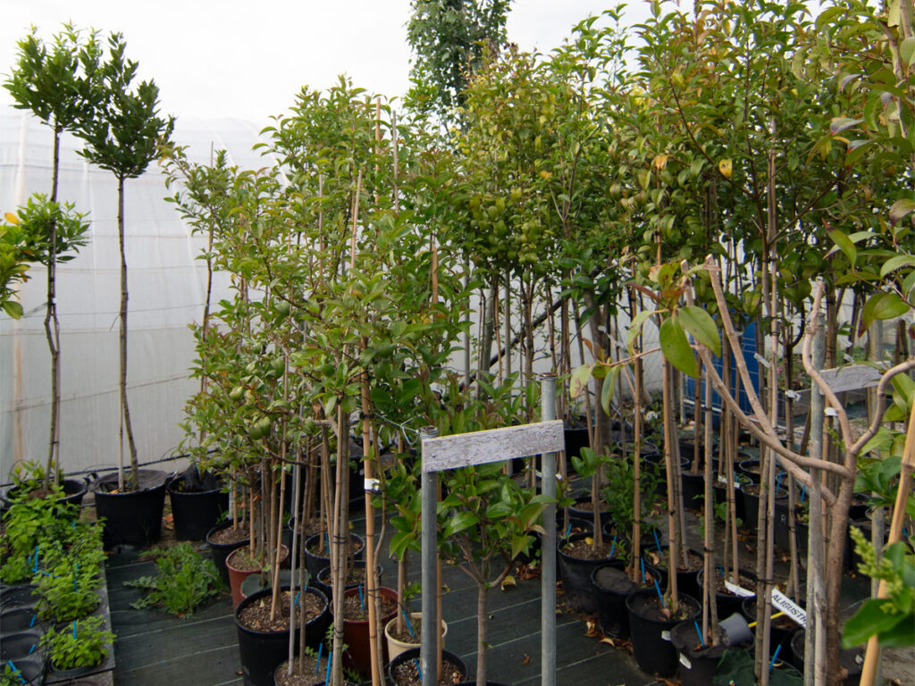 viveros arboles frutales y ornamentales en tafalla29