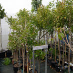 viveros arboles frutales y ornamentales en tafalla29