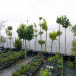viveros arboles frutales y ornamentales en tafalla30