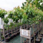 viveros arboles frutales y ornamentales en tafalla31