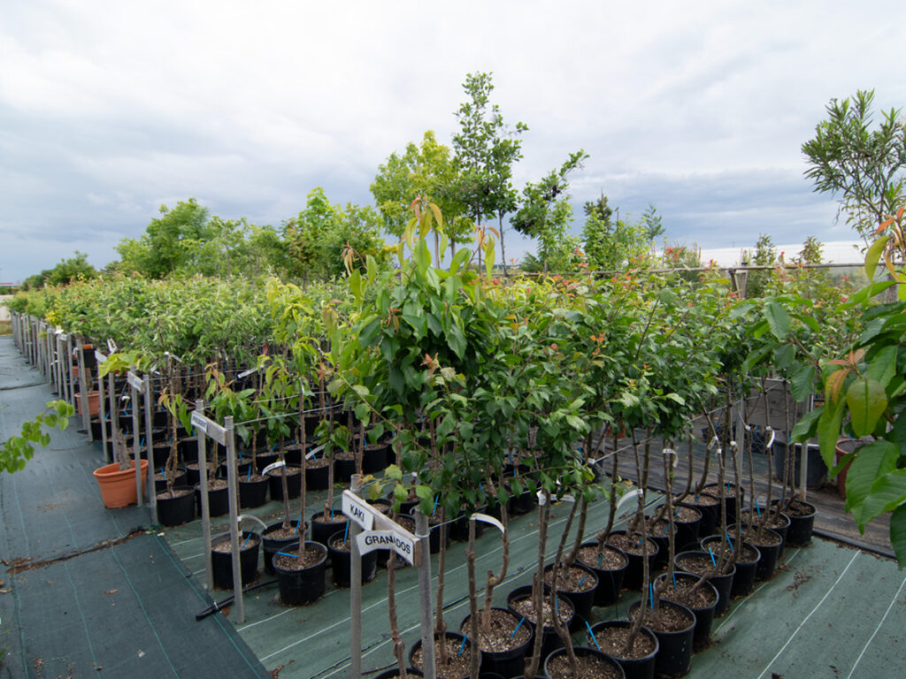 viveros arboles frutales y ornamentales en tafalla32