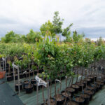 viveros arboles frutales y ornamentales en tafalla32