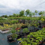 viveros arboles frutales y ornamentales en tafalla33